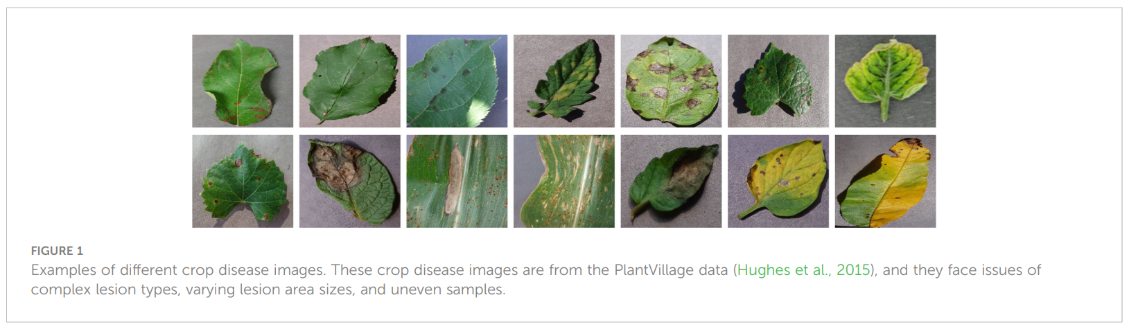 图片[4] - AI科研 编程 读书笔记 - 【人工智能】用于作物病害识别的双分支协同学习网络 - AI科研 编程 读书笔记 - 小竹の笔记本